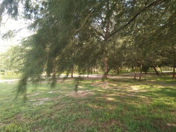 Trees in park