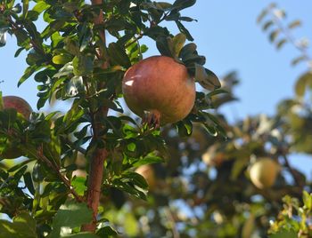 Low angle view of fruits on tree