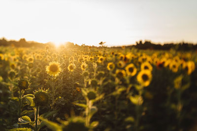 Scenic view of sunflower field against sky during sunset