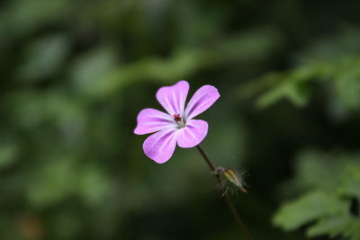 Close-up of pink flower blooming outdoors