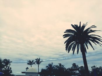 Low angle view of palm trees against sky