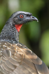 Close-up of a bird