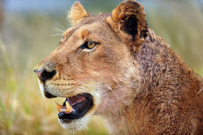 Close-up of a cat looking away