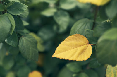 Close-up of yellow leaves on plant during autumn