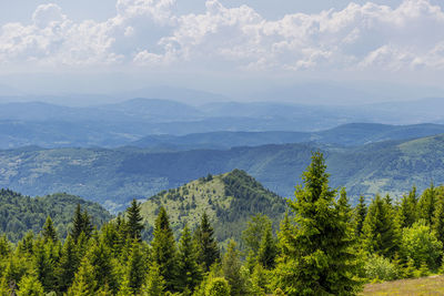 Scenic view of pine trees and mountains against sky