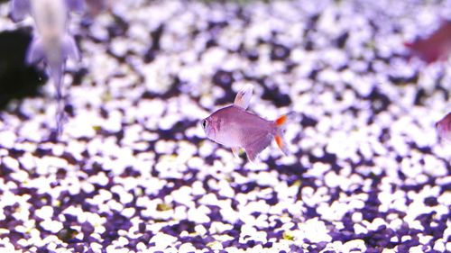 Close-up of butterfly on purple flower