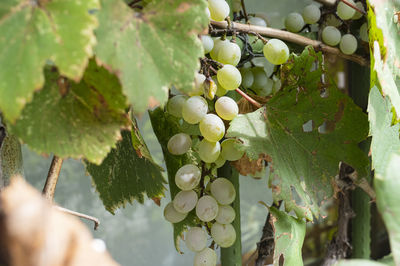 Close-up of grapes growing on tree