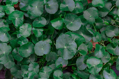 Full frame shot of leaves