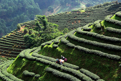 High angle view of agricultural field