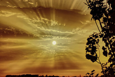 Low angle view of silhouette plants against sky during sunset