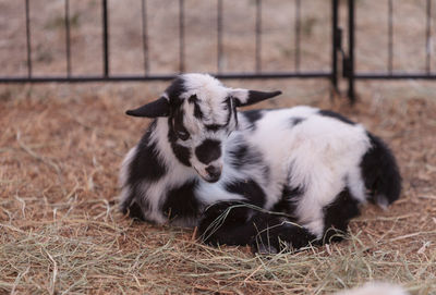 Close-up of goat in fence