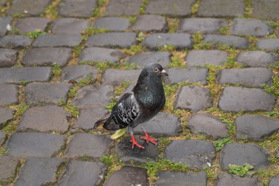 Pigeon on cobblestone footpath