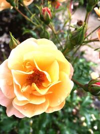 Close-up of yellow rose