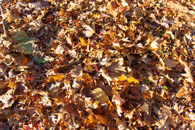 Full frame shot of autumn leaves