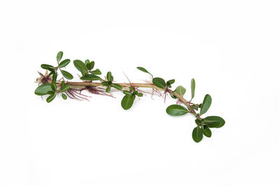 Close-up of plant against white background