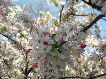Low angle view of cherry blossom