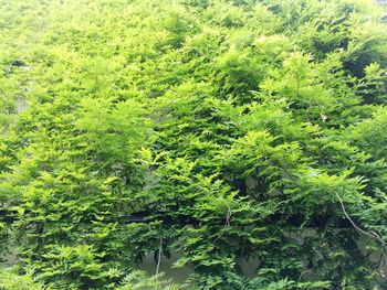 High angle view of trees on landscape