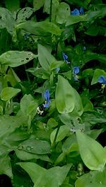 Plants growing on blue sky