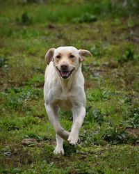 Portrait of dog on field