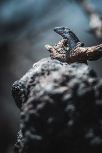 Close-up of lizard on rock