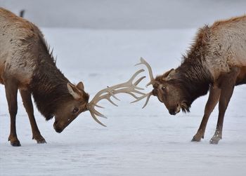 A battle between two magnificent moose