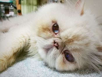 Close-up portrait of white cat