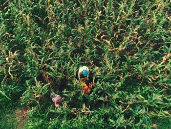 High angle view of fruits growing on field