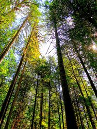 Low angle view of bamboo trees in forest
