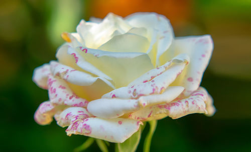 Close-up of white rose flower