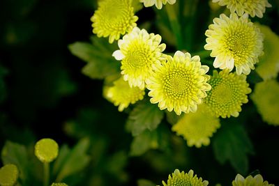 Close-up of yellow flowering plant