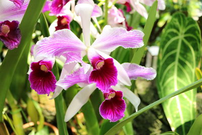 Close-up of pink flowers