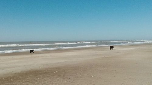 Scenic view of beach against clear blue sky