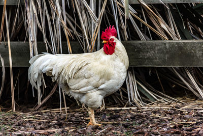 Close-up of rooster