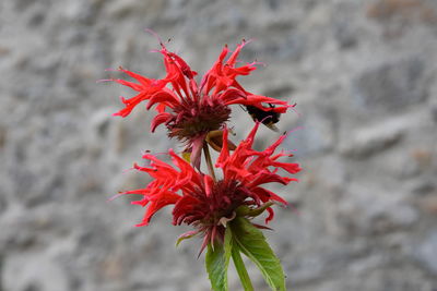 Close up of red flower