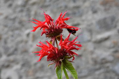 Close-up of red flower blooming outdoors