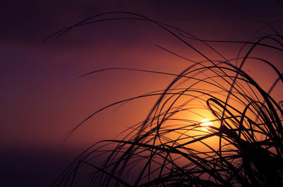 Close-up of silhouette plants against sunset sky