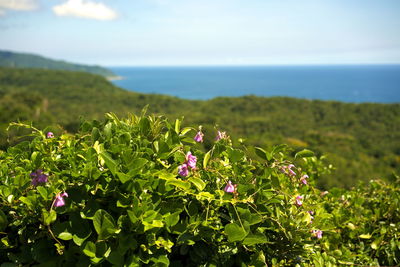 Close-up of flowers blooming on field by sea against sky