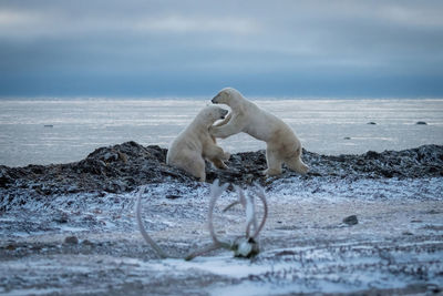 Two polar bears play fight beside sea