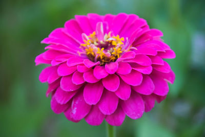 Close-up of pink flower