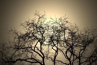 Low angle view of silhouette bare tree against sky