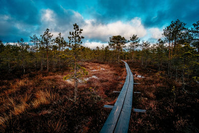 Trees in forest against sky