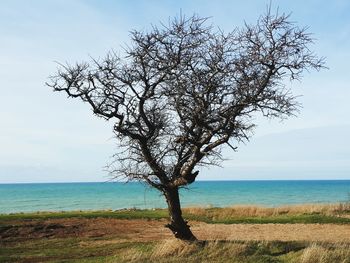 Tree by sea against sky