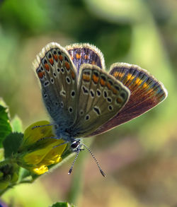 Close-up of butterfly pollinating on flower