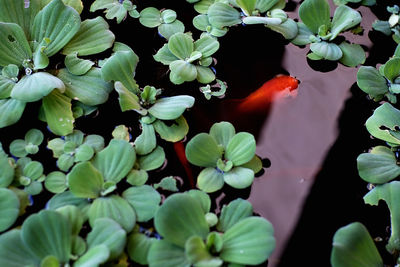Close-up of green insect on plant