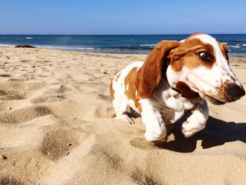 Close-up of dog on beach against sky