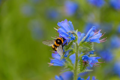 Close-up of bee pollinating on purple flower