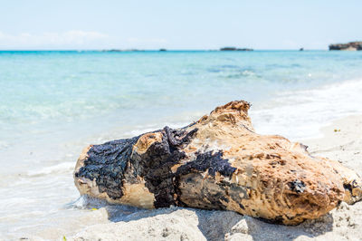 Driftwood on rock in sea against sky