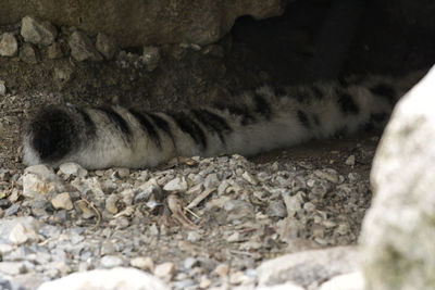 View of a cat lying on rock