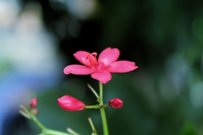 Close-up of pink flowering plant