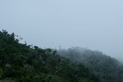 Trees on mountain against sky